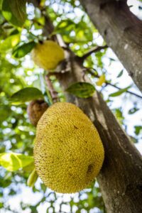 the Jackfruit tree