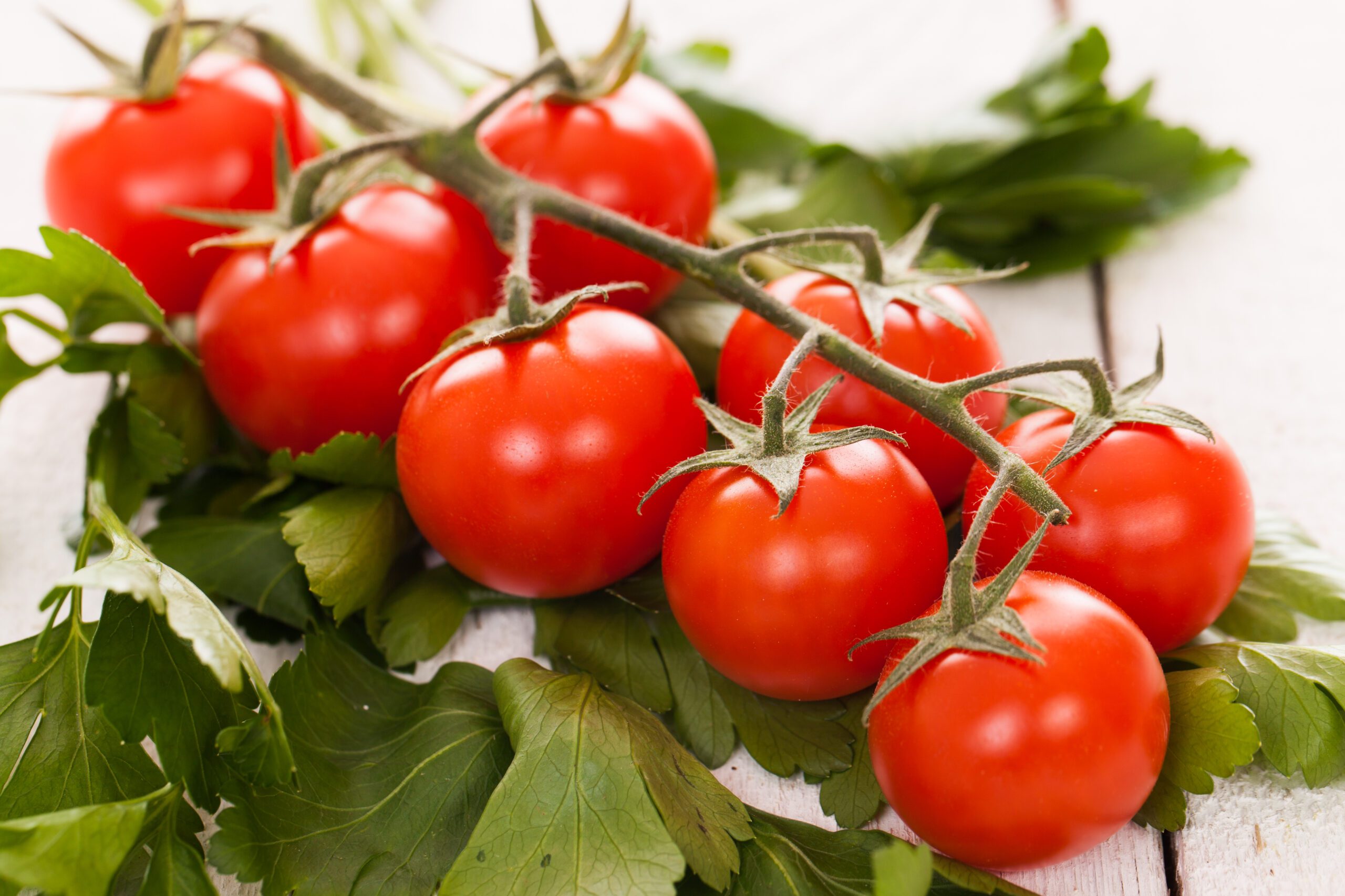 Cherry Tomatoes Extravaganza: Indulge in a Luscious Burst of Flavor